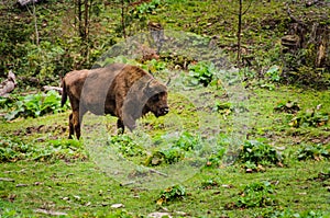 Herd of Bisons and calf at Bialowieza National Park