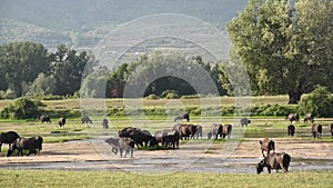 Herd bisons pasturing at the meadow.