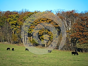 A Herd of Black Angus Beef Cattle grazing in pasture in autumn
