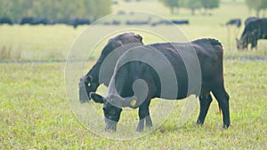 Herd or black angus cows. Cows graze in meadow. Animal grazing in pasture. Real time.