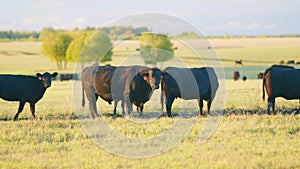 Herd or black angus cows. Cows graze in meadow. Animal grazing in pasture. Static view.