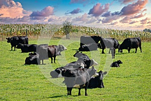 Herd of Black Baldy Cattle Grazing in Green Pasture