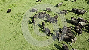 Herd of black bisons pasturing in the meadow.