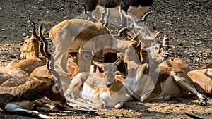 Herd of black bucks-India