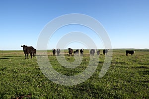 Herd of black cows grazing in a grassy pasture