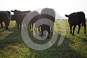 Cow herd close up almost silhoetted photo