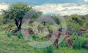 Herd of black faced impala