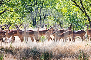 A herd of black-faced impala