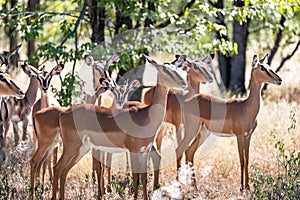 A herd of black-faced impala