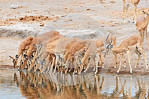 Herd of black-faced impala