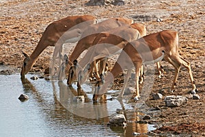 Herd of black-faced impala