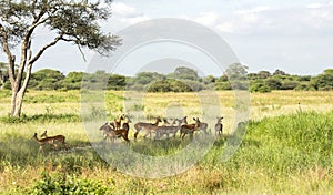 Herd of black-faced impala antelopes (Aepyceros melampus)