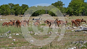 Herd of black-faced impala antelopes with brown fur and white belly grazing on meadow with bushes in Etosha National Park.