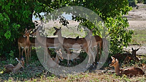 Herd of black-faced impala antelopes resting in the shadow under a tree during midday heat in Chobe National Park, Botswana.