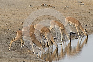 Herd of black-faced impala drinking at waterhole, Etosha