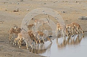 Herd of black-faced impala drinking at waterhole, Etosha