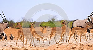 Herd of black faced Impala and Gemsbok Oryx on the African savannah