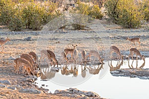 Herd of black-faced impala at waterhole in Northern Namibia