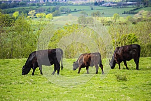 Herd of black free-range dairy cows in a field in Spring in the fields,  Glen Mavis, Scotland, UK