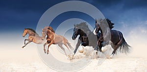 A herd of black and red horses galloping in the sand against the background of a stormy sky