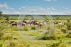 Herd of black-tailed wildebeest on migration in the African savannah
