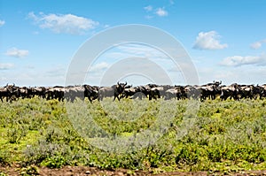 Herd of black-tailed wildebeest on migration in the African savannah