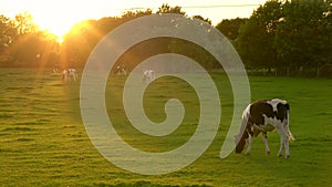 Herd of black and white cows grazing eating grass in a field on a farm at sunset or sunrise