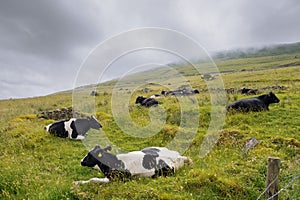Herd of black and white cows relaxing on a green grass in a field on a slope of a hill, cloudy sky in the background. Time for