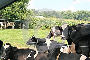 A herd of black and white cows try to stay cool under the trees on a hot summer`s day.