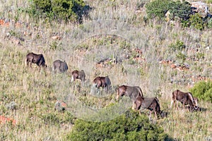 Herd of black wildebeest, Connochaetes gnou, grazing at Uithoek