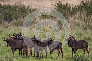 Herd of Black wildebeest, Connochaetes gnou, in Kalahari desert in Namibia