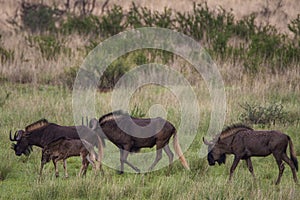 Herd of Black wildebeest, Connochaetes gnou, in Kalahari desert in Namibia