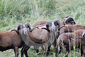 Herd of blackbellied sheep.