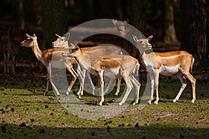 Herd of Blackbuck Antilopes in a dark forest photo