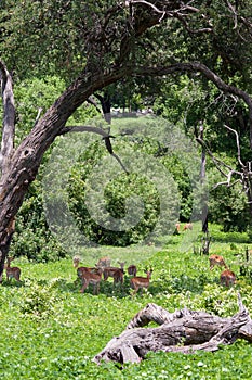 Herd of Blackfaced Impala in Chobe National Park, Botswana