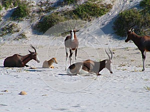 Herd of blesbok