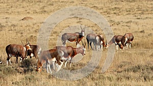 Herd of blesbok antelopes grazing in grassland, Mountain Zebra National Park, South Africa
