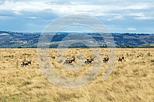 Herd of Blesbok Wandering on Dry Winter Grassland Landscape