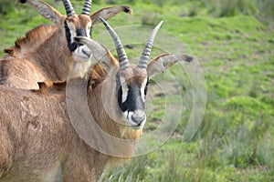 Herd of blesbuck, antelope cervicapra,