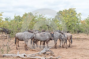 Herd of blue wildebeest, also called brindled gnu