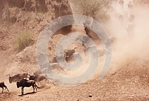 Herd of Blue Wildebeest (Connochaetes taurinus) photo