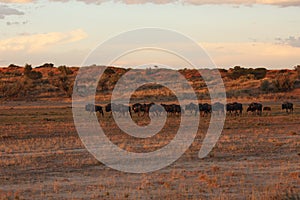 The herd of blue wildebeest Connochaetes taurinus or common wildebeest, white-bearded wildebeest or brindled gnu is walking in