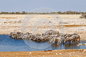 A herd of blue wildebeest Connochaetes taurinus drinking at the Okaukuejo waterhole, Etosha National Park, Namibia.