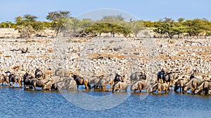 A herd of blue wildebeest Connochaetes taurinus drinking at the Okaukuejo waterhole, Etosha National Park, Namibia.