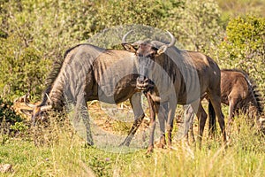 A herd of blue wildebeest Connochaetes taurinus grazing, Pilanesberg National Park, South Africa.