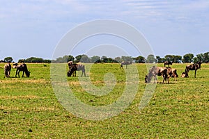 Herd of blue wildebeest (Connochaetes taurinus) in savannah in Serengeti national park in Tanzania