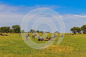 Herd of blue wildebeest (Connochaetes taurinus) in savannah in Serengeti national park in Tanzania