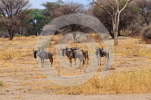 Herd of blue wildebeest Connochaetes taurinus in Tarangire National Park, Tanzania