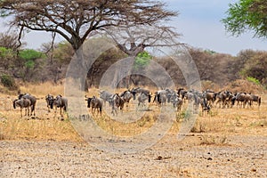 Herd of blue wildebeest Connochaetes taurinus in Tarangire National Park, Tanzania