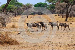 Herd of blue wildebeest (Connochaetes taurinus) in Tarangire National Park, Tanzania